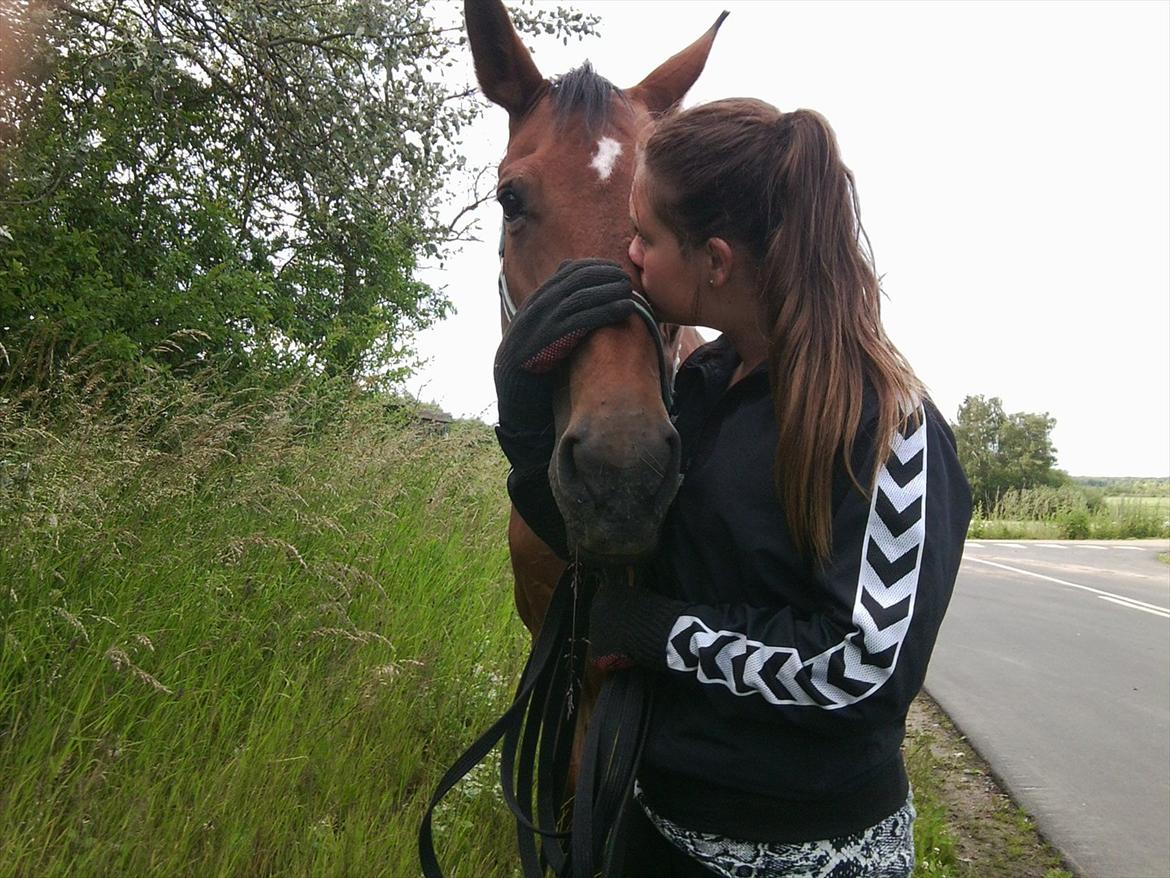 Dansk Varmblod Bellini - Du er Elsket og Savnet! :'( billede 10