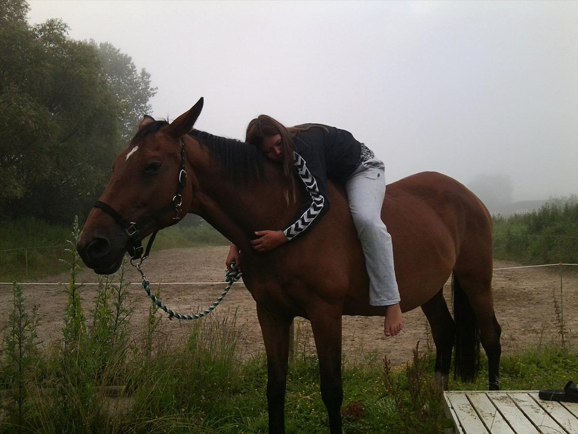 Dansk Varmblod Bellini - Den Sidste tid jeg have med dig!<3<3 billede 11