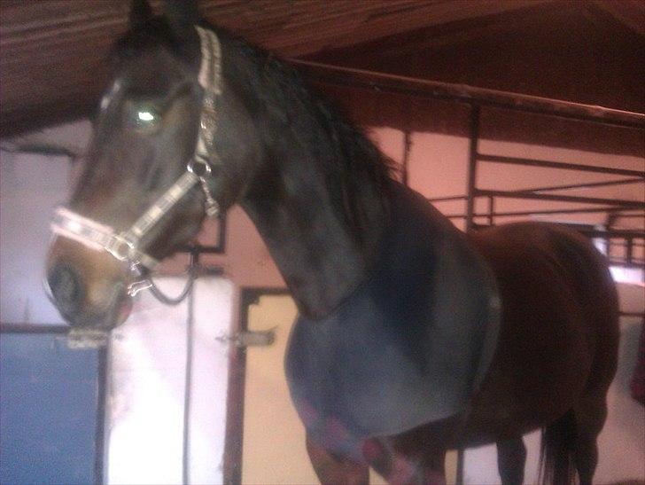 Traver Linda egely *rip* - nana og cille sidste dag med nelle pigen den 27 oktober 2011 billede 20