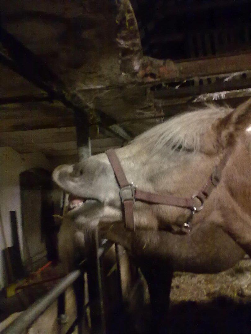 Haflinger Vestervangs Asterix! - Skøre pony?! <3 8) billede 16