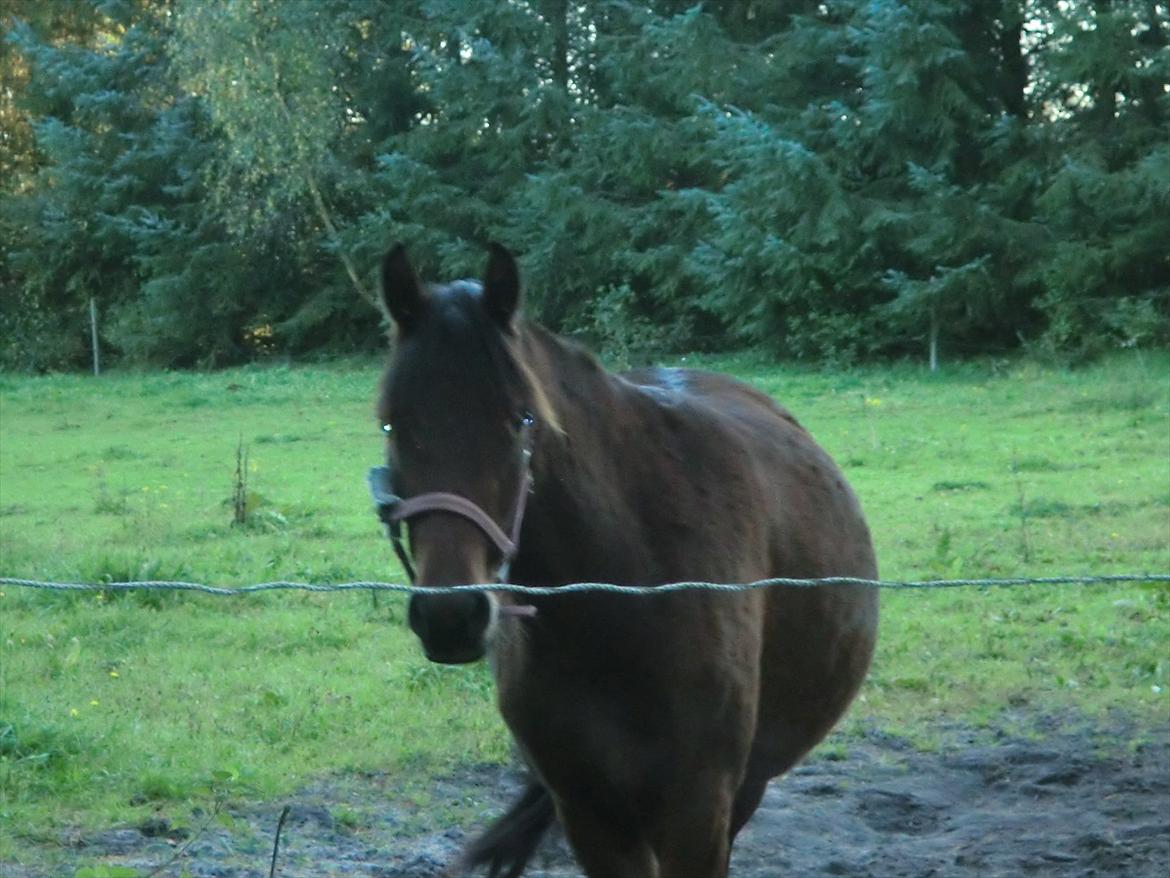 Welsh Pony (sec B) Suprice billede 1