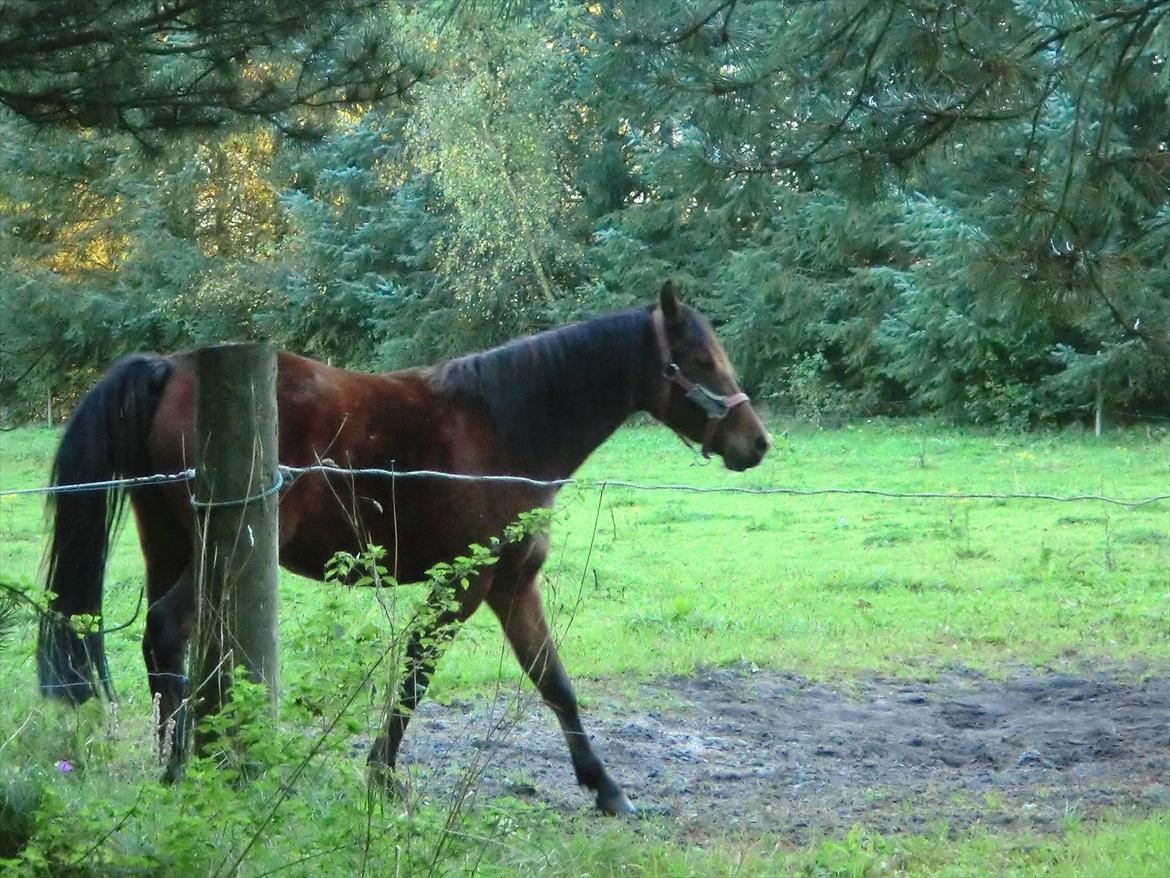 Welsh Pony (sec B) Suprice billede 2