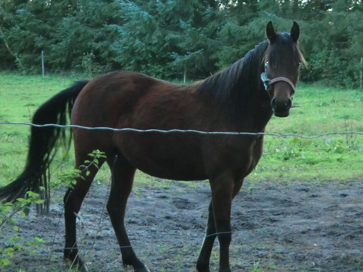 Welsh Pony (sec B) Suprice billede 3