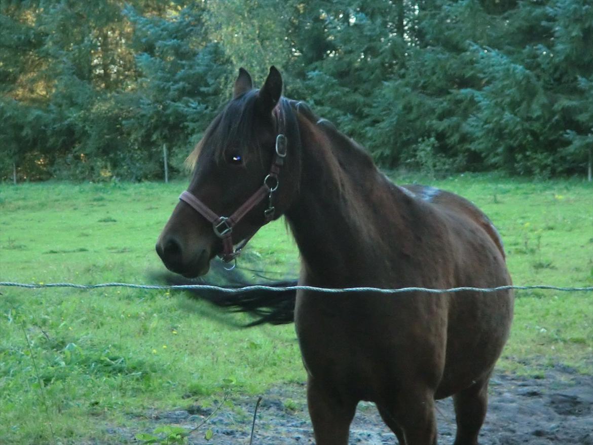 Welsh Pony (sec B) Suprice billede 4