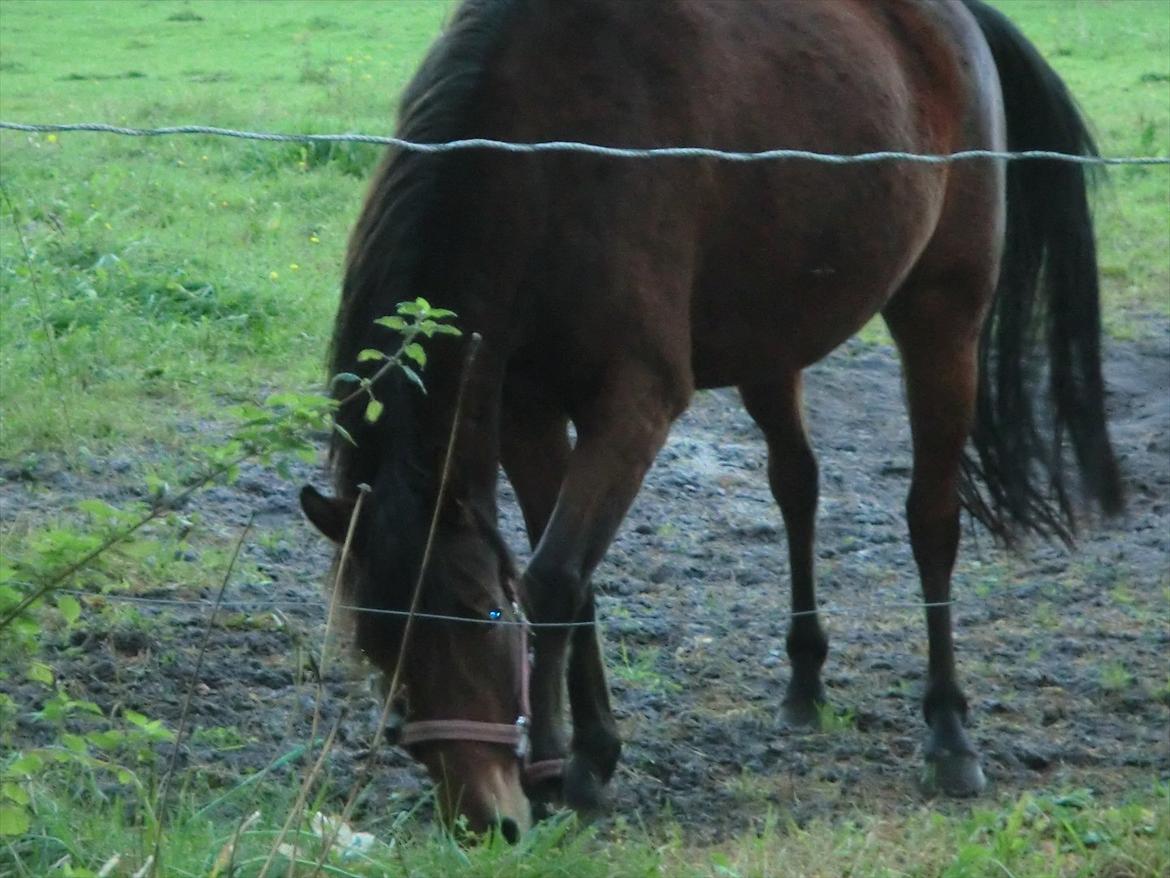 Welsh Pony (sec B) Suprice billede 5