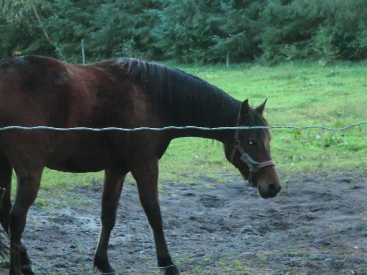 Welsh Pony (sec B) Suprice billede 6