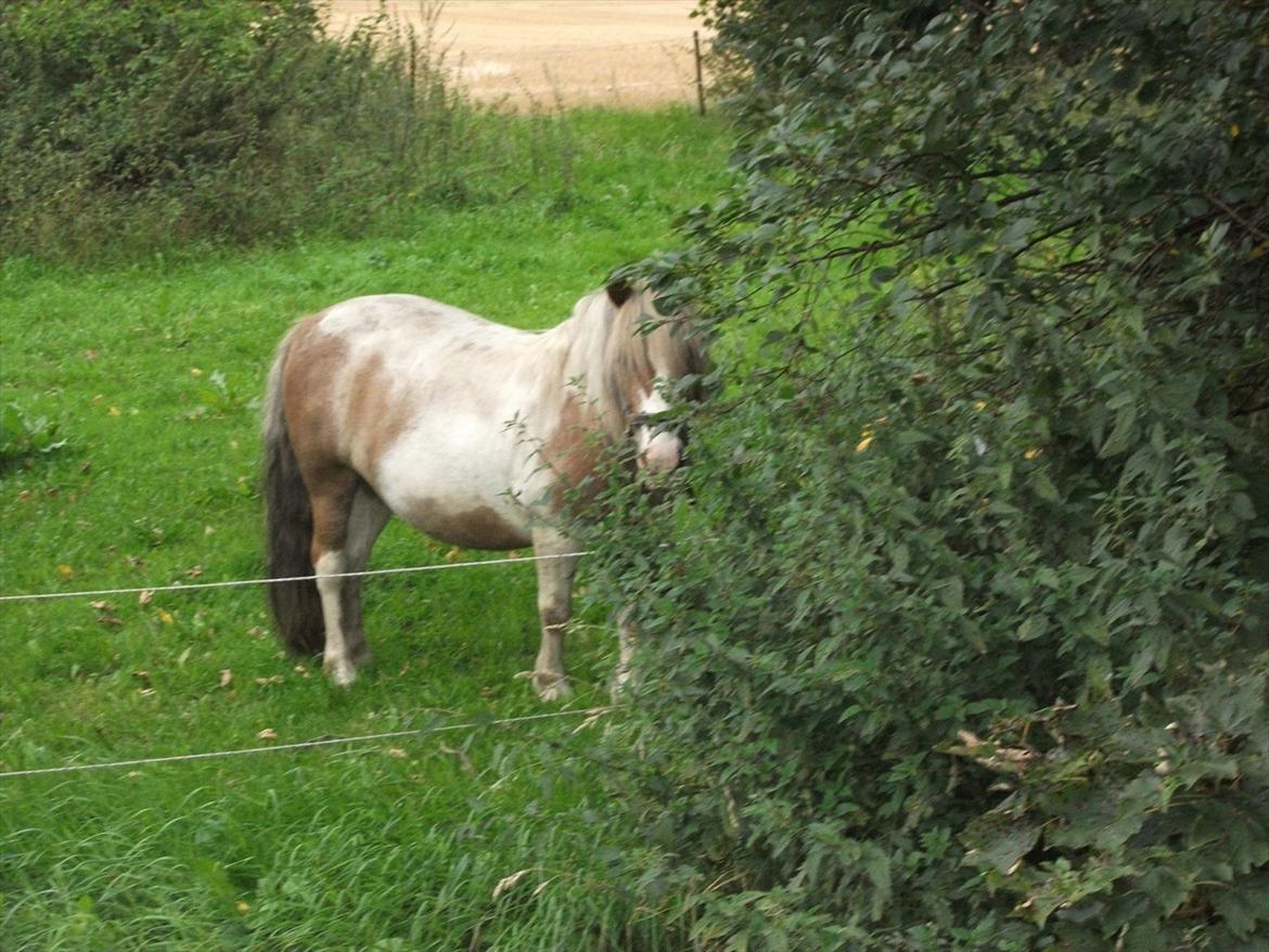 Anden særlig race Prins billede 12