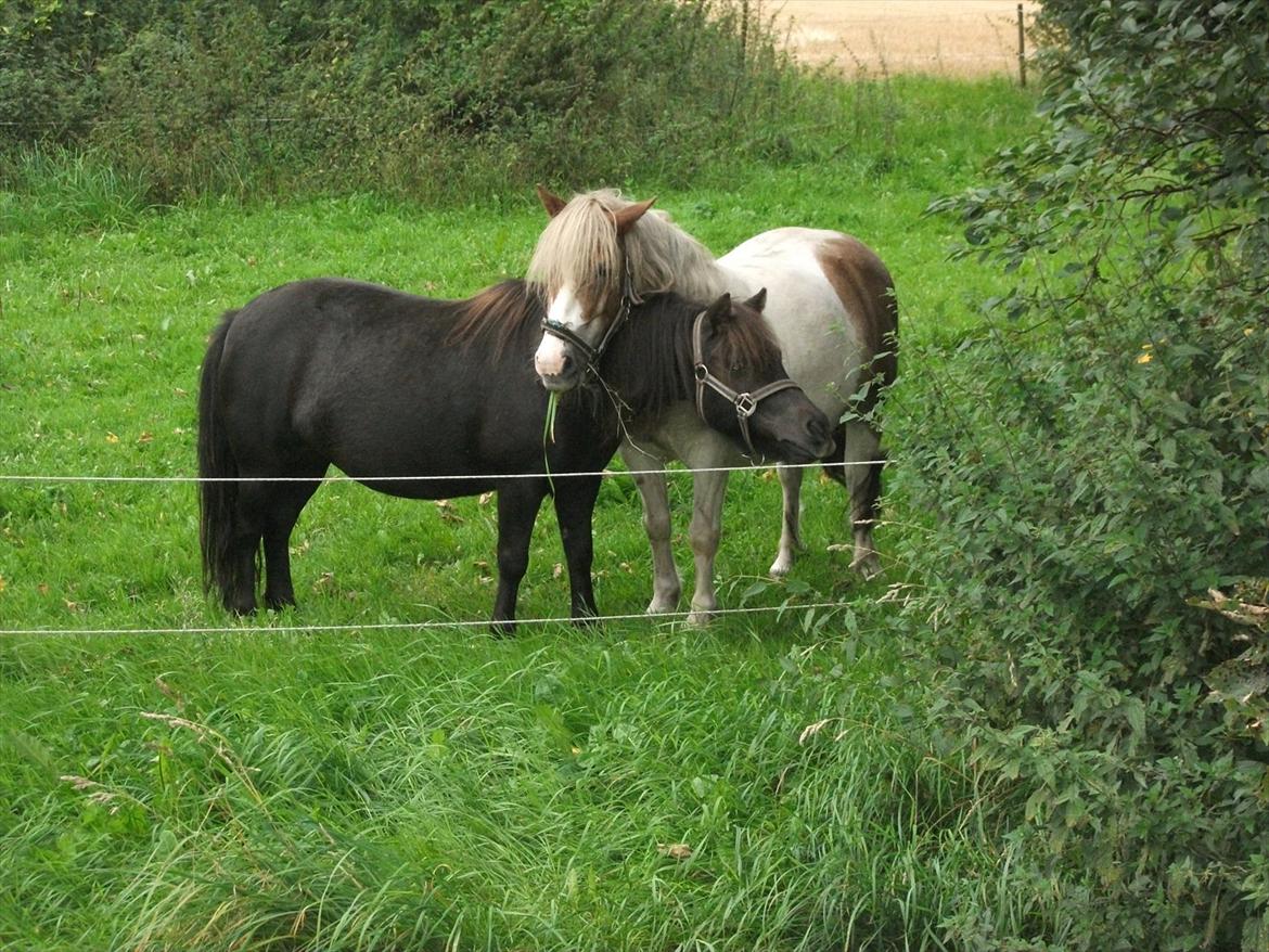 Anden særlig race Prins billede 13