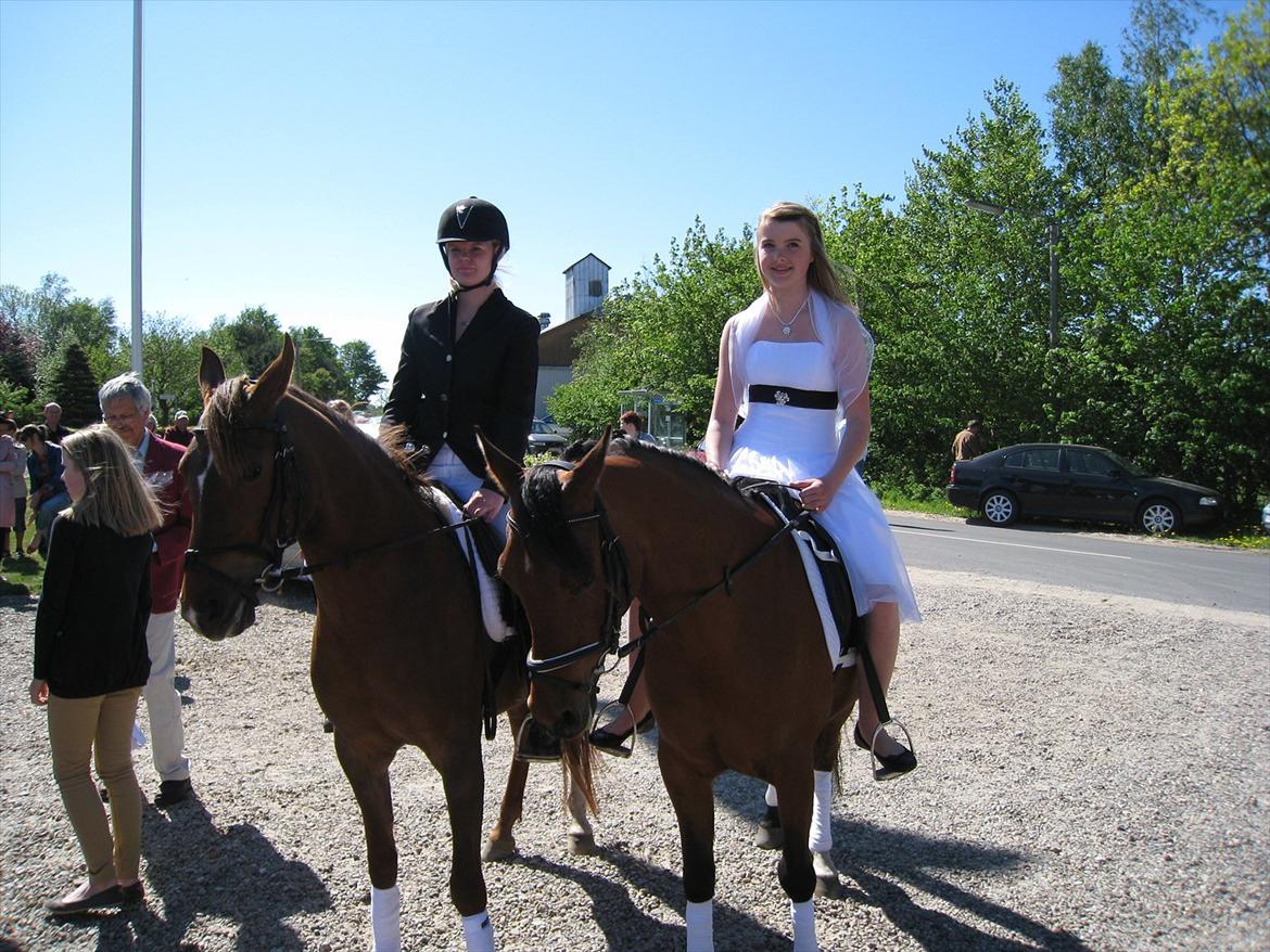 Arabisk fuldblod (OX) Fad Fynta billede 12