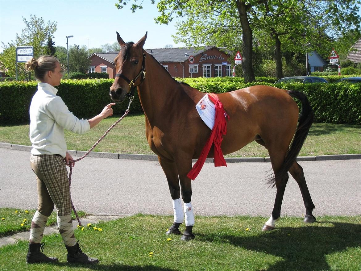 Arabisk fuldblod (OX) Fad Fynta - Min konfirmation hvor jeg fik hende i gave. <3 Det var den bedste dag i mit liv :* billede 13
