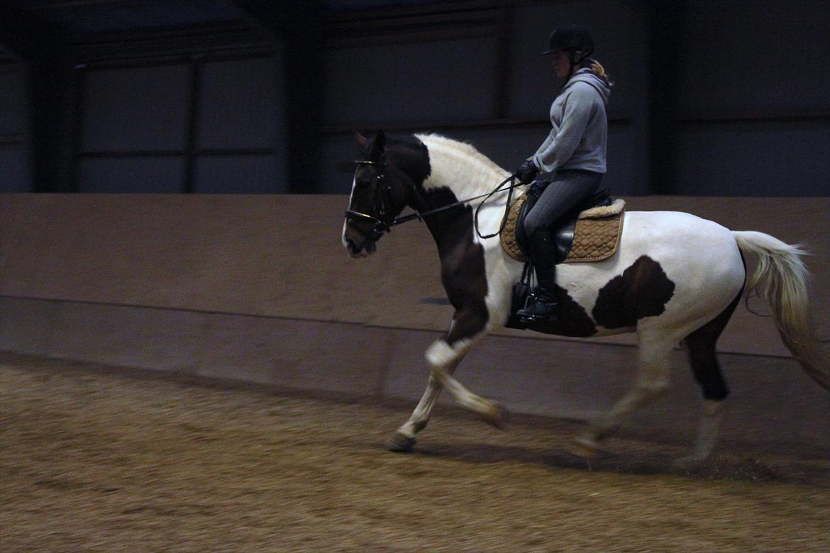 Pinto Charmaine billede 2