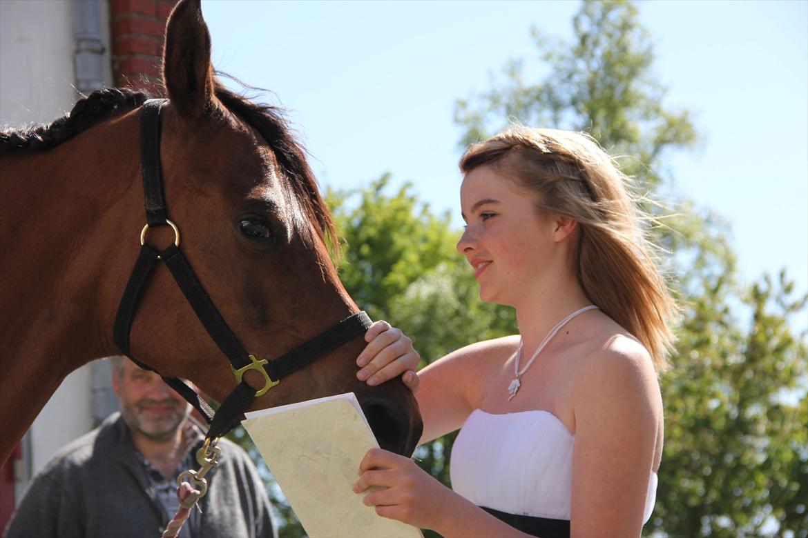 Arabisk fuldblod (OX) Fad Fynta billede 15