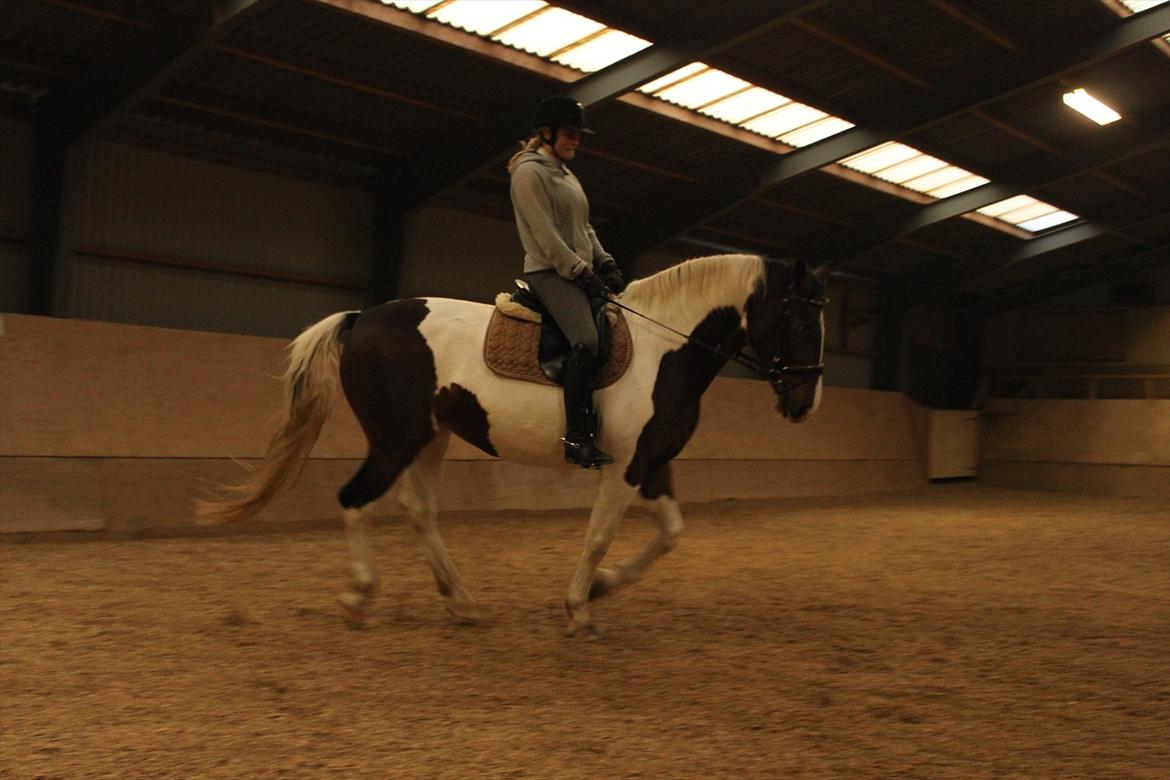 Pinto Charmaine billede 3