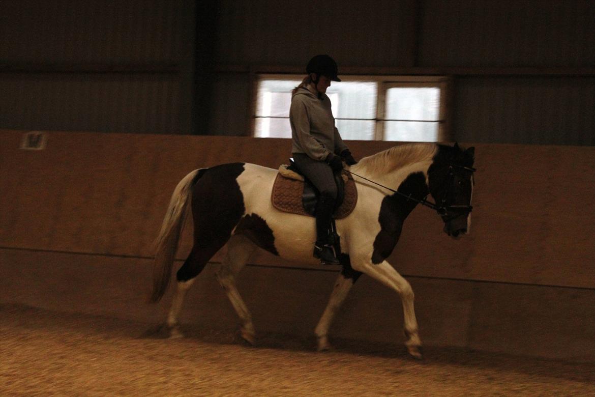 Pinto Charmaine billede 4