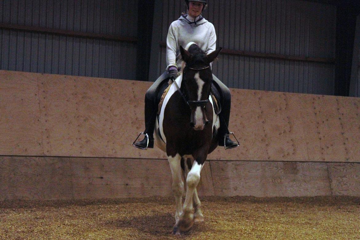 Pinto Charmaine billede 5