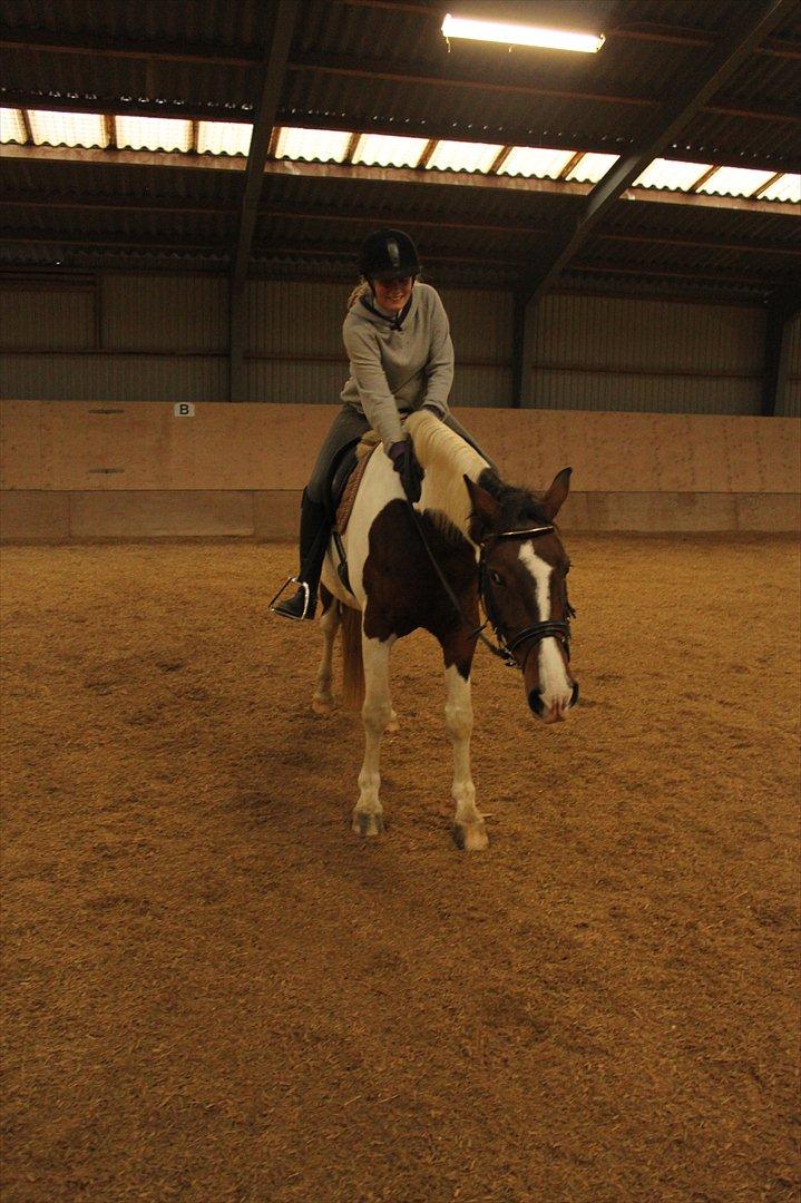 Pinto Charmaine billede 7