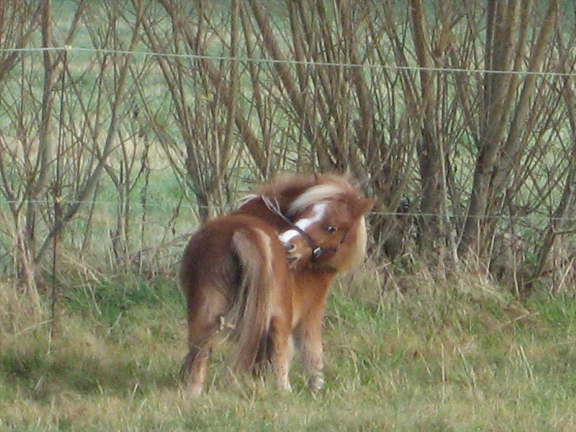 Miniature Putte R.I.P. billede 11