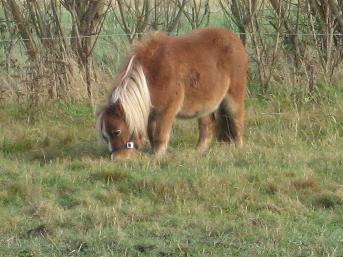 Miniature Putte R.I.P. billede 12