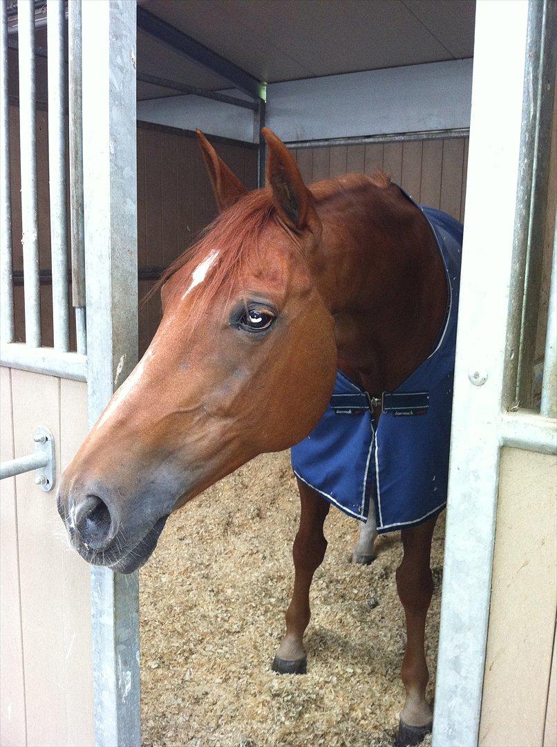 Belgisk varmblod Aluna - 
"All I pay my psychiatrist is the cost 
of feed and hay,
and he'll listen to me any day." billede 10