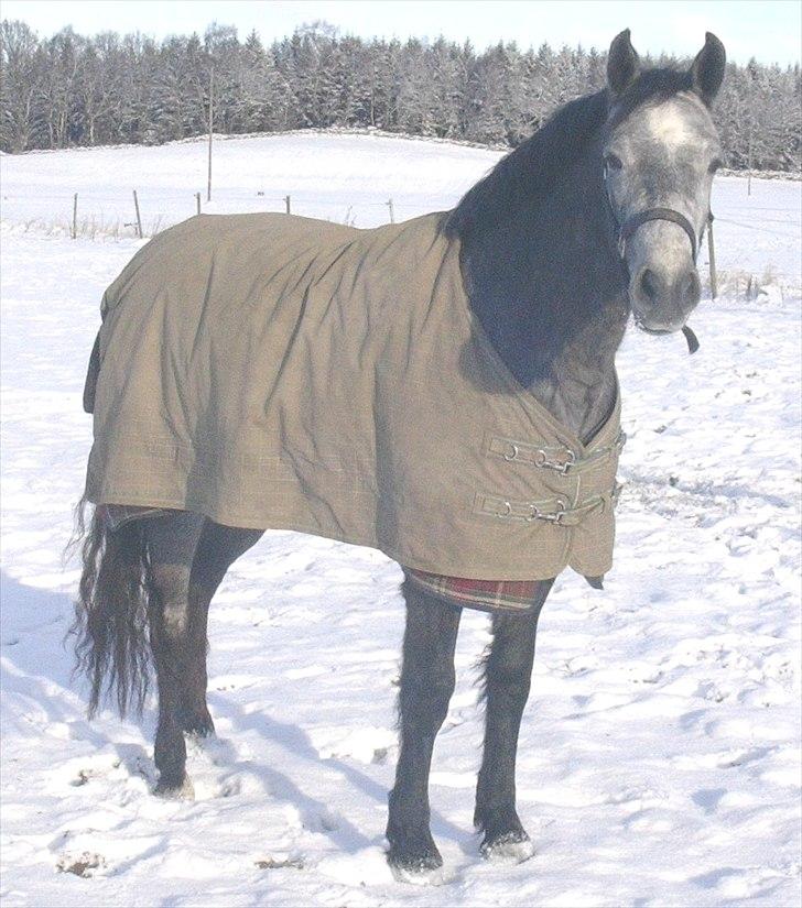 Anden særlig race Kasmir R - Vinterstemning fra Sverige. 2,5 år er den lille ponner. billede 19