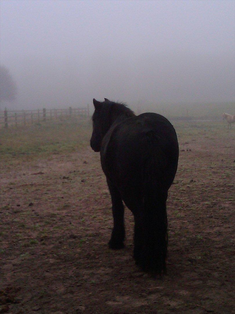 Fell pony Michaks Jaguar  - Du ved jeg altid er vil stå ved din side i medvind og modvind!<3 Jeg vil beskytte dig til hver en tid og intet kan tage mit ord. Ingen ville kunne tage vores bånd fra os, og du ved det!
jeg ved vi kæmper men vi gør det sammen og det gør os til noget helt billede 2
