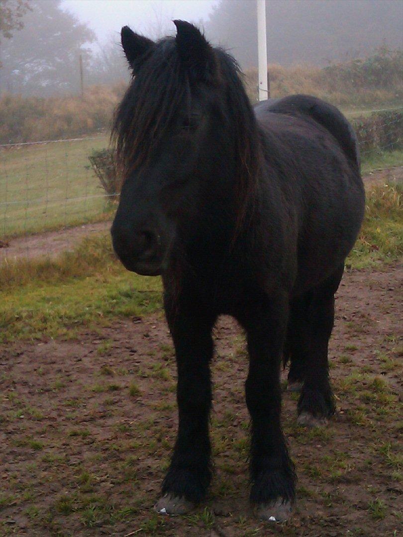 Fell pony Michaks Jaguar  billede 5