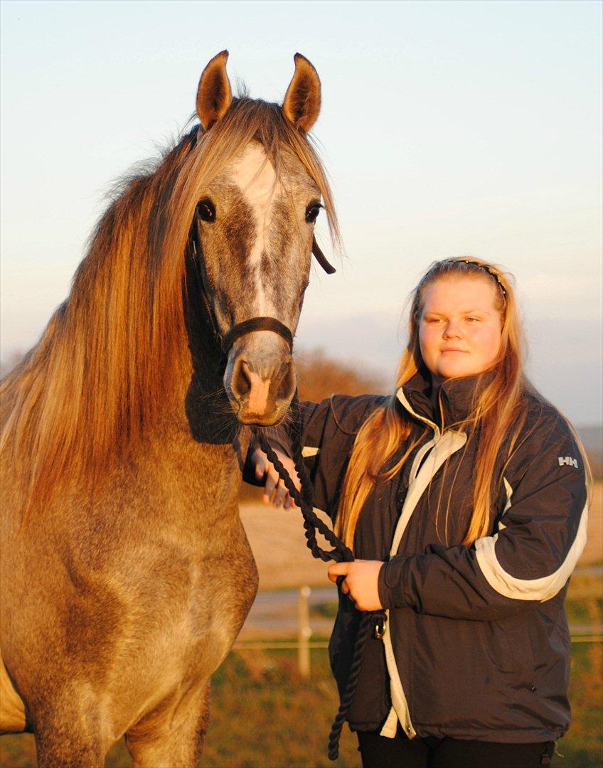 Pura Raza Española Rohan's Theoden *Solgt* - Billedet siger mere end 1000 ord :) jeg elsker dig Theo :) billede 2