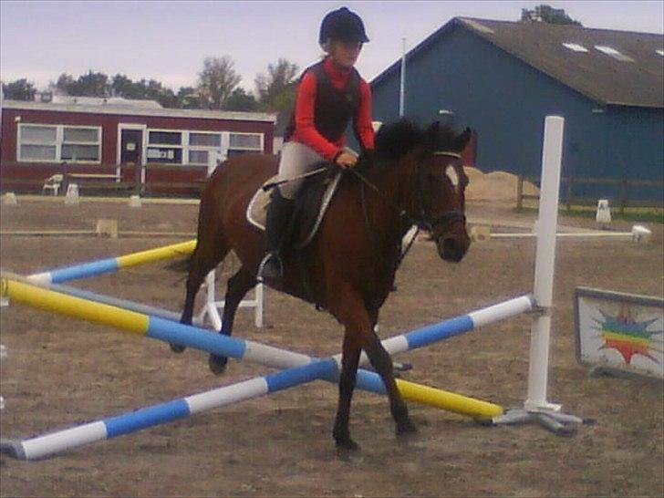 Anden særlig race Jackpot - foto: ANnika billede 14