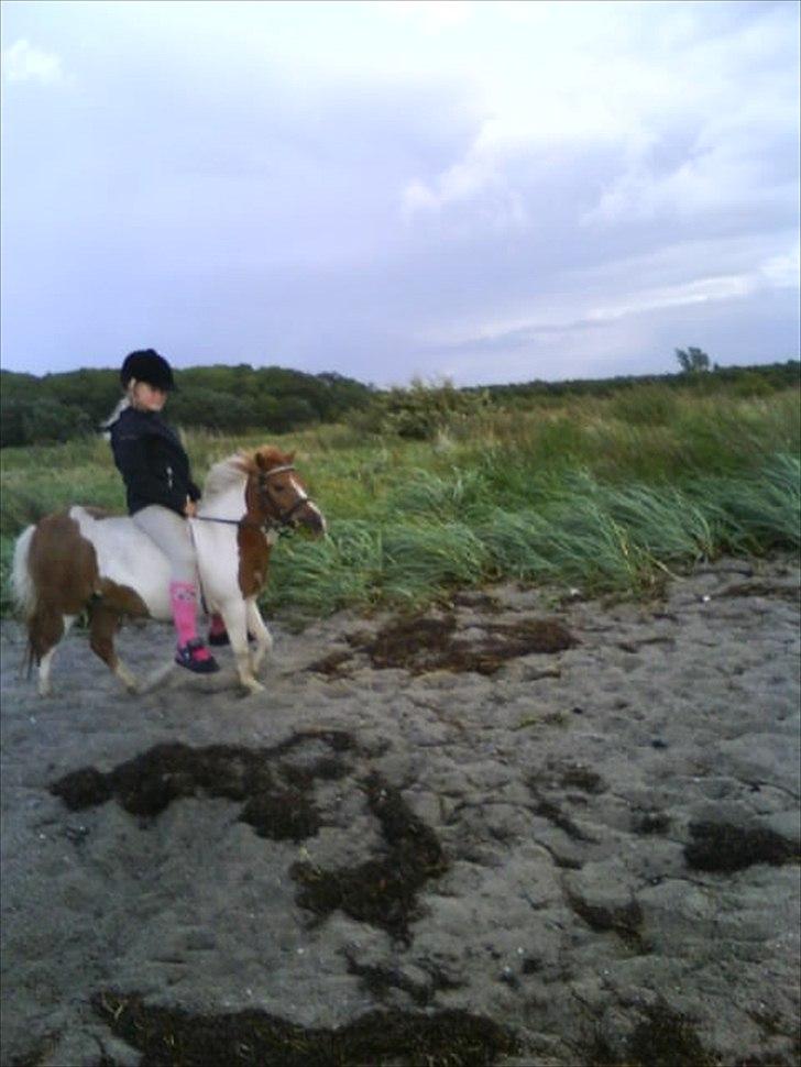Shetlænder Trille - På stranden foto Annika<3 billede 16
