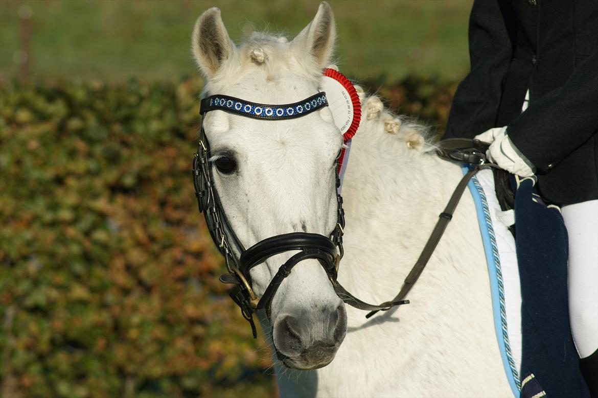 Anden særlig race Thestrupgaardens Kashmir Rex - Kashmir og katja vinder af LA2 :) billede 3