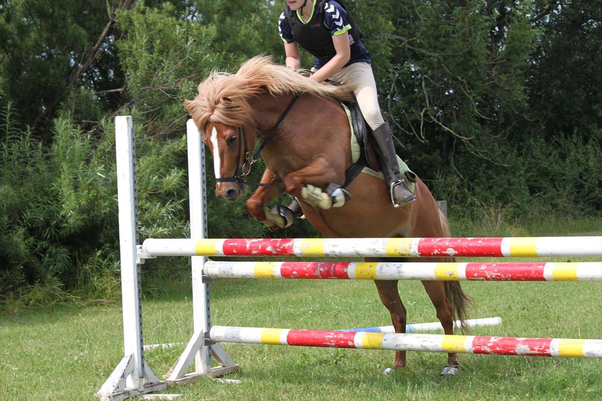 Islænder Idun fra Dynt - springning, sommeren 2011. billede 13