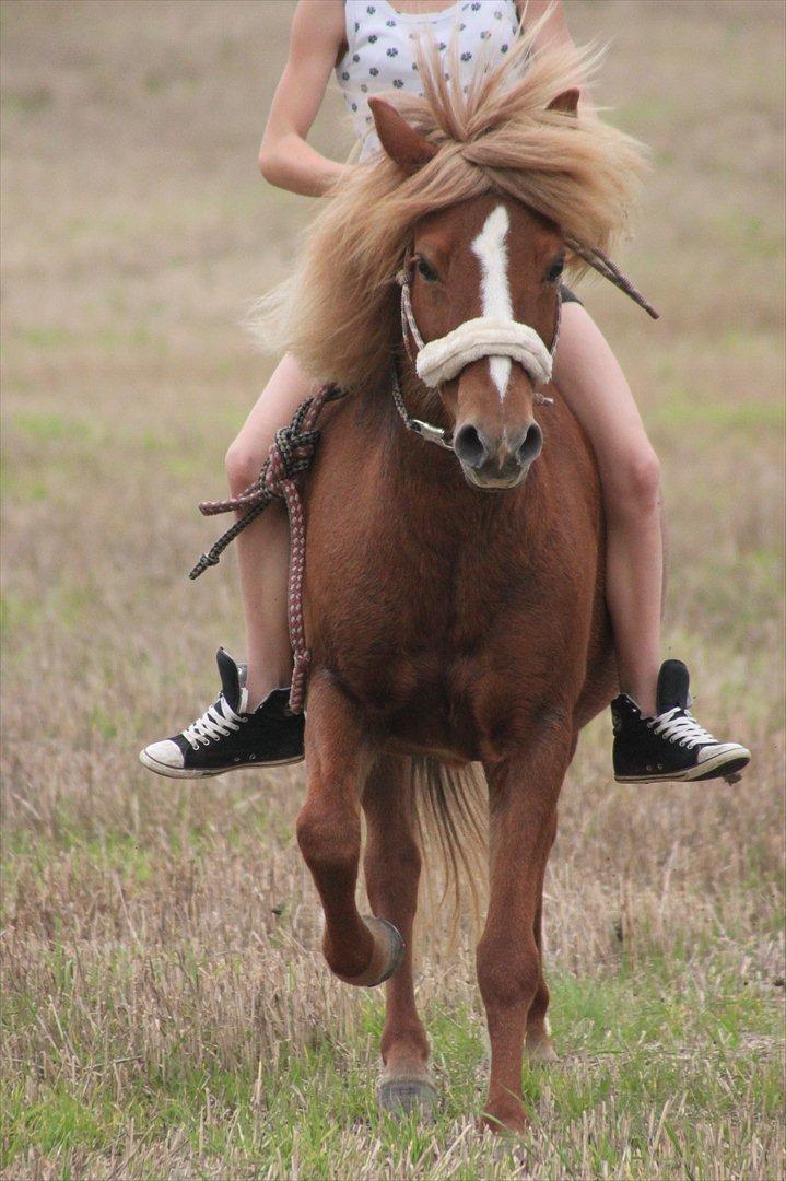 Islænder Idun fra Dynt billede 17