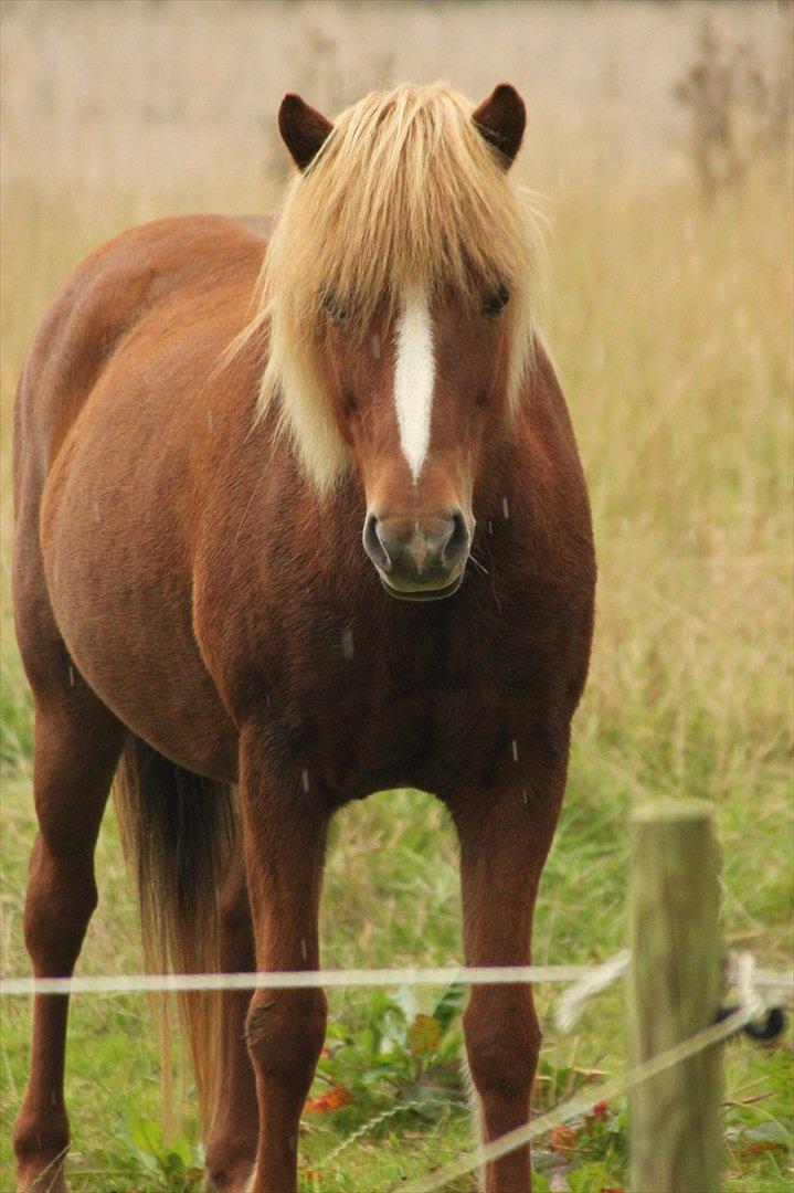 Islænder Idun fra Dynt - en tyk trunte på marken, efteråret 2011. billede 18