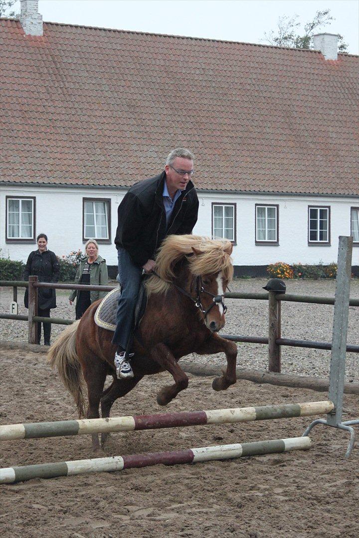 Islænder Idun fra Dynt - Min far der springer på idun, efteråret 2010! :-) billede 19