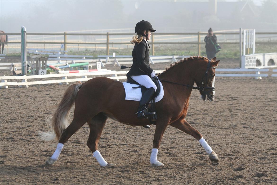 Welsh Pony af Cob-type (sec C) Gribsvads Lady Dee<3 -  stævne i vedbæk 3 plads hun var bare så dygtig<3
2011 billede 6