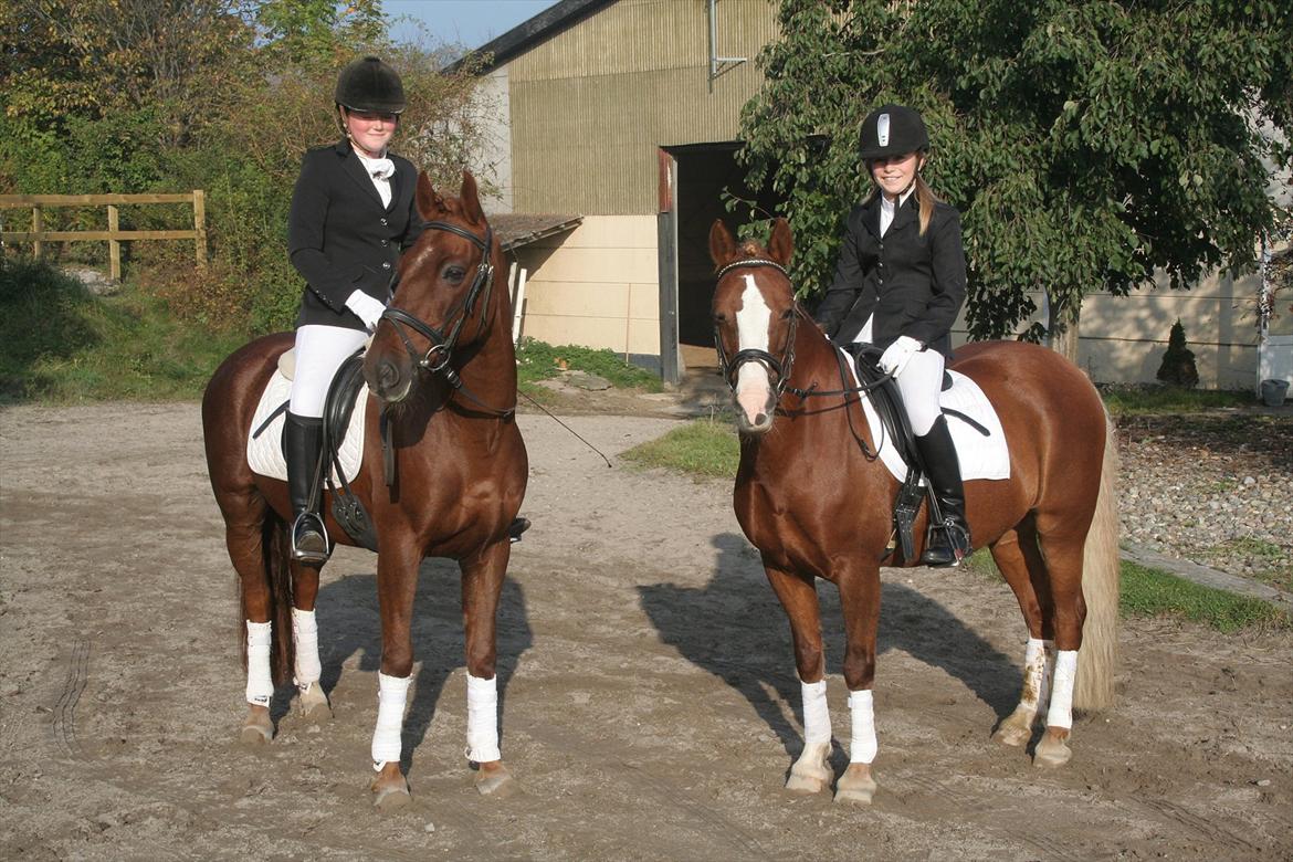 Welsh Pony af Cob-type (sec C) Gribsvads Lady Dee<3 -  lady og zeus til stævne i vedbæk<3 2011 billede 5