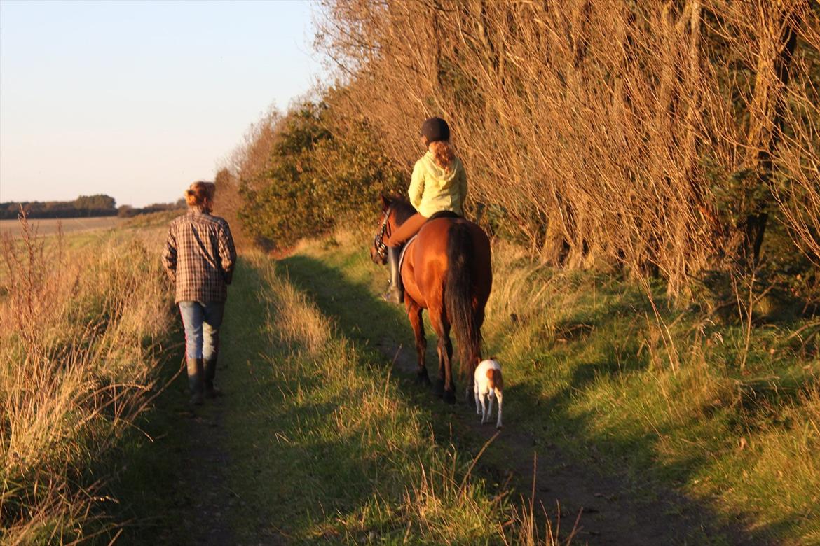 New Forest Golden Flicka Star - Farvel og vi ses! billede 18
