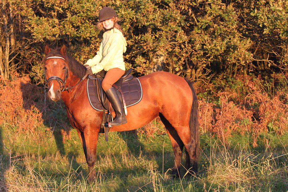 New Forest Golden Flicka Star - Udenfor at ride! billede 16