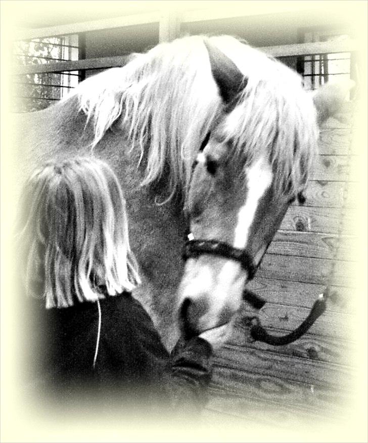 Haflinger Tony billede 14