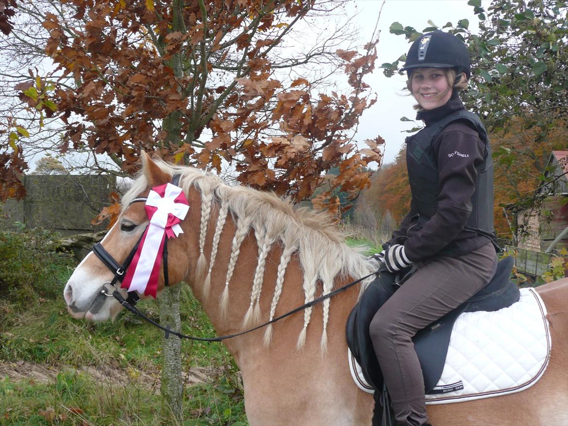 Haflinger Nemo Soldal - Efter vores første mini stævne på Dansbjerg, hvor vi fik en 1 plads :) billede 14