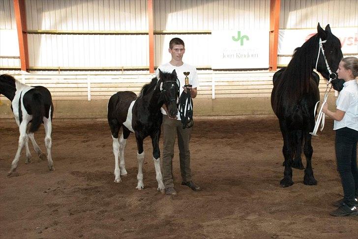 Barockpinto Lancelot 1 præmie hingst  billede 8