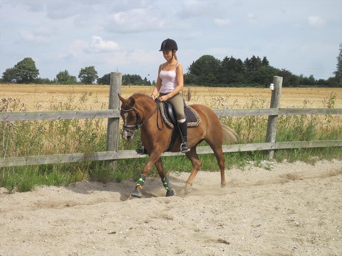 Anden særlig race Tristan R.I.P. - Sommerdag Billede: Anne Styrishave billede 1
