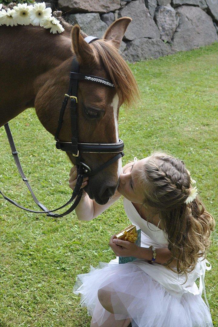 Anden særlig race Tristan R.I.P. - Konfirmation 2011 Billede: Anne Vibskov  billede 5