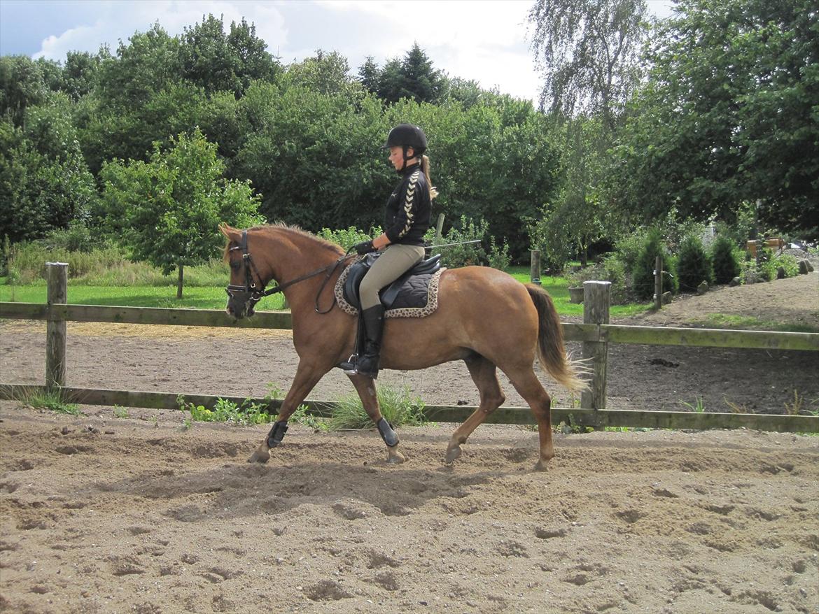 Anden særlig race Tristan R.I.P. - Billede: Anne Styrishave
 billede 6