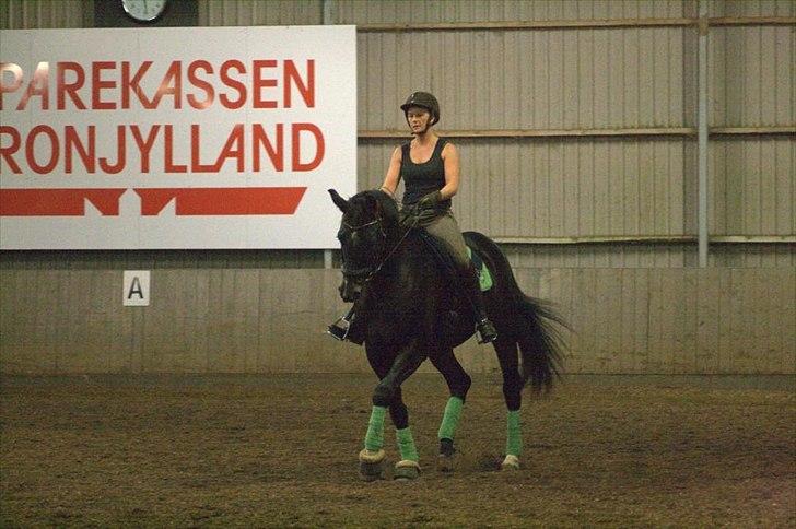 Tysk Varmblod Rubens billede 2