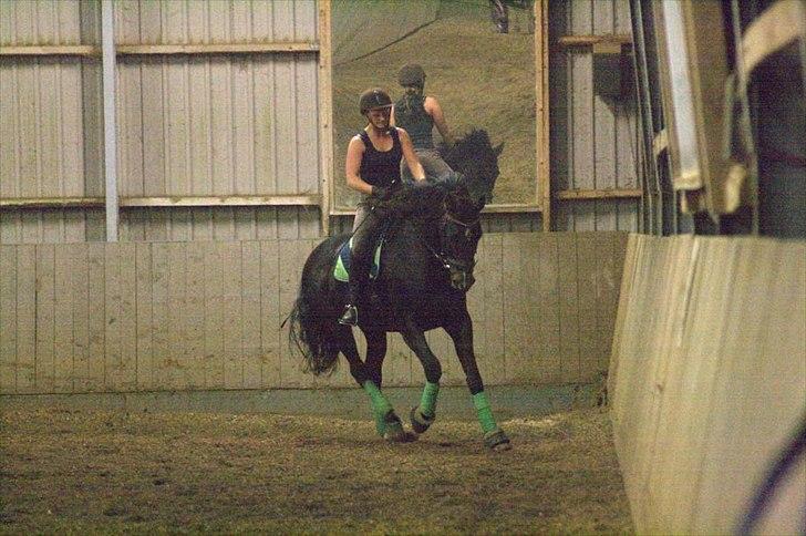 Tysk Varmblod Rubens billede 3