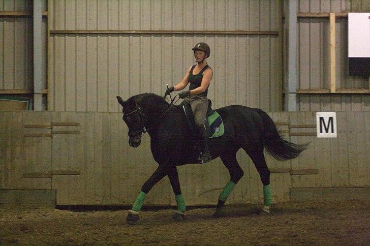 Tysk Varmblod Rubens billede 4