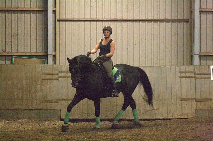 Tysk Varmblod Rubens billede 5