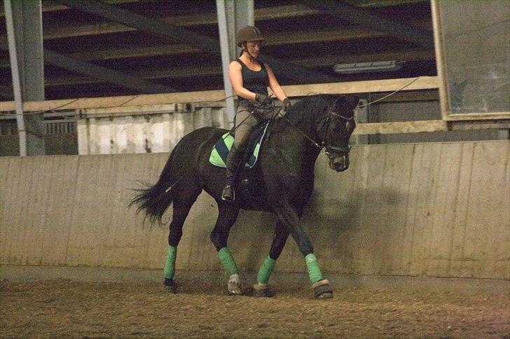 Tysk Varmblod Rubens billede 6