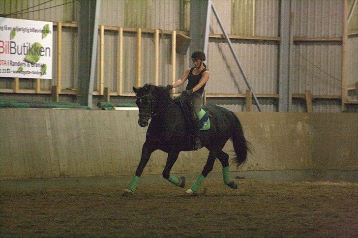 Tysk Varmblod Rubens billede 7